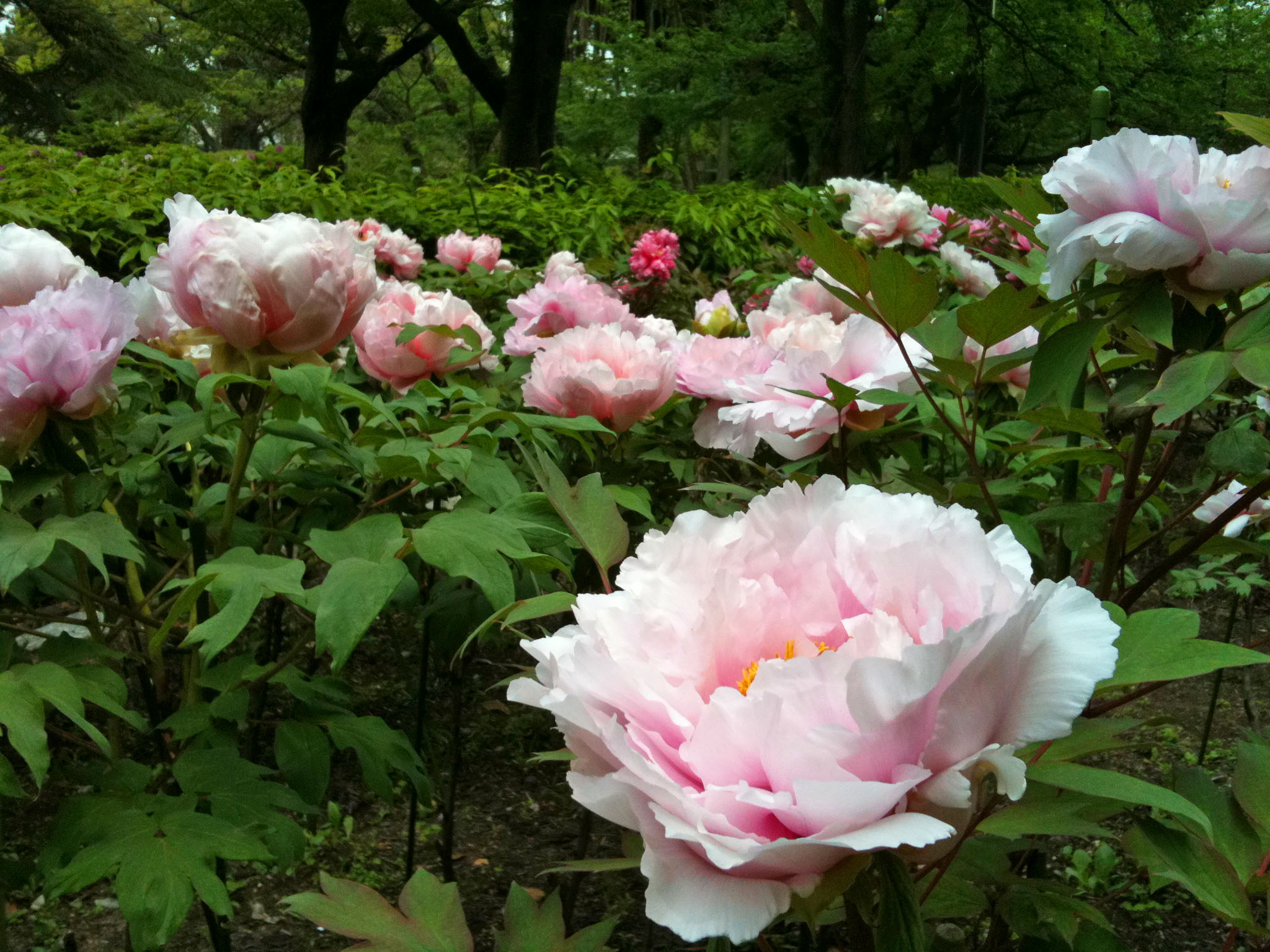 ４月中旬 ６月下旬 和歌山城内 花の見頃 和歌山市観光協会 公式hp イベント情報