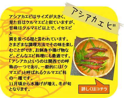 アシアカエビ　アシアカエビはサイズが大きく、見た目はクルマエビと似ていますが、甘味はクルマエビ以上で、イセエビと肩を並べる程と言われています。さまざまな調理方法でその味を楽しむことができ、お刺身や揚げ物など、どんなエビ料理にも最適です。「アシアカ」というのは関西での呼称の一つであり、一般的には「クルマエビ」と呼ばれるクルマエビ科の一種です。11月頃から水揚げが増え、冬が旬となります。　詳しくはコチラ