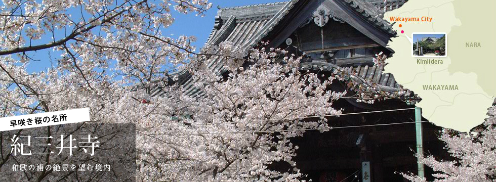 早咲き桜の名所 紀三井寺　和歌の浦の絶景を望む境内